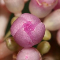 Medinilla multiflora Merr.